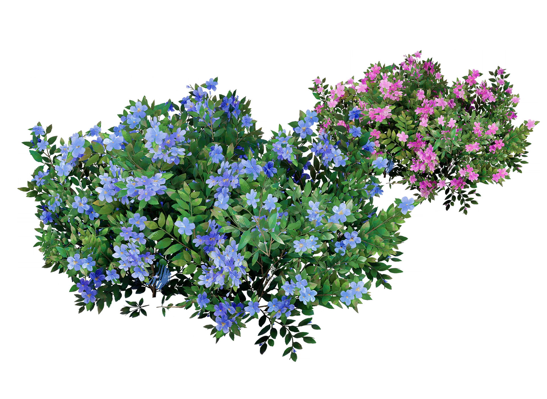 蓝雪花记录图