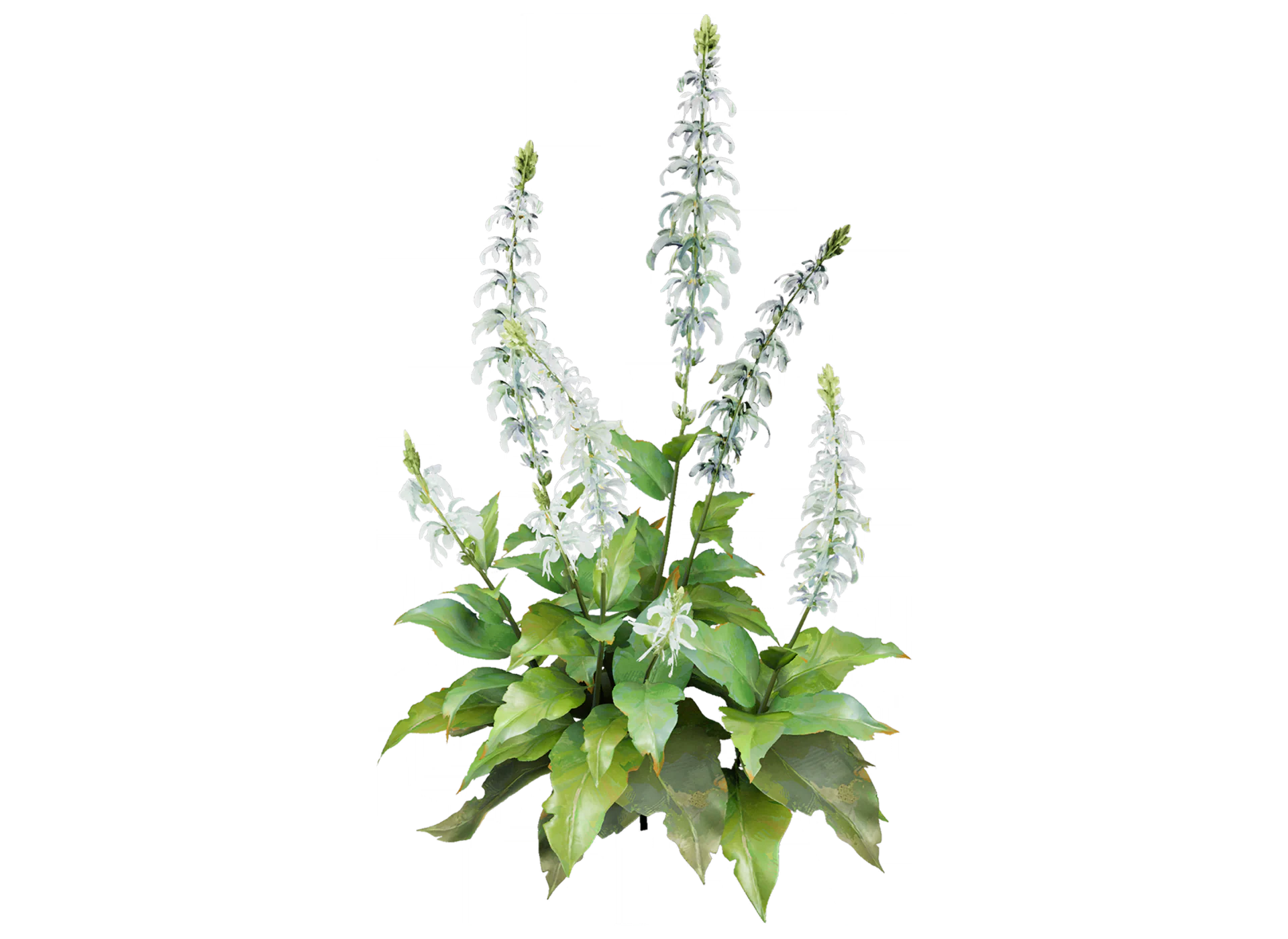 鼠尾草记录图